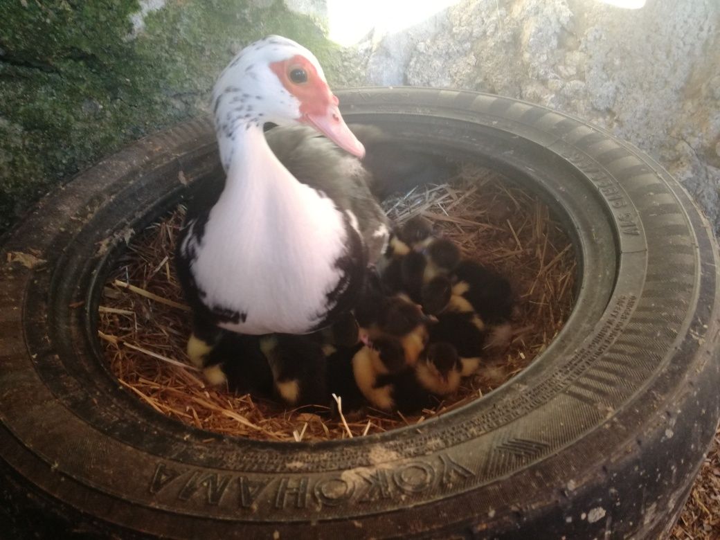 Patos mudos bebês,OVOS,ninhadas..
