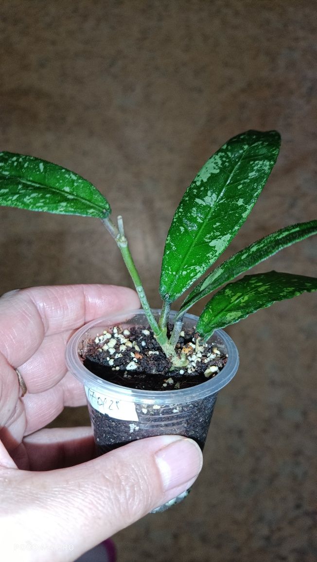 Хойя sp.Aceh long leaves splash