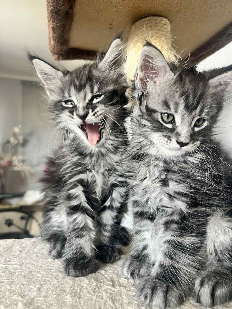 Piękne Kotki Maine Coon