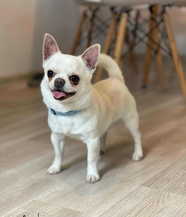 Chihuahua krótkowłosy, reproduktor, krycie.