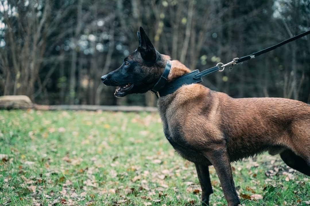 Owczarek Belgijski Malinois