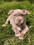 Amstaf Amstaff Amstaffy American Staffordshire Terrier