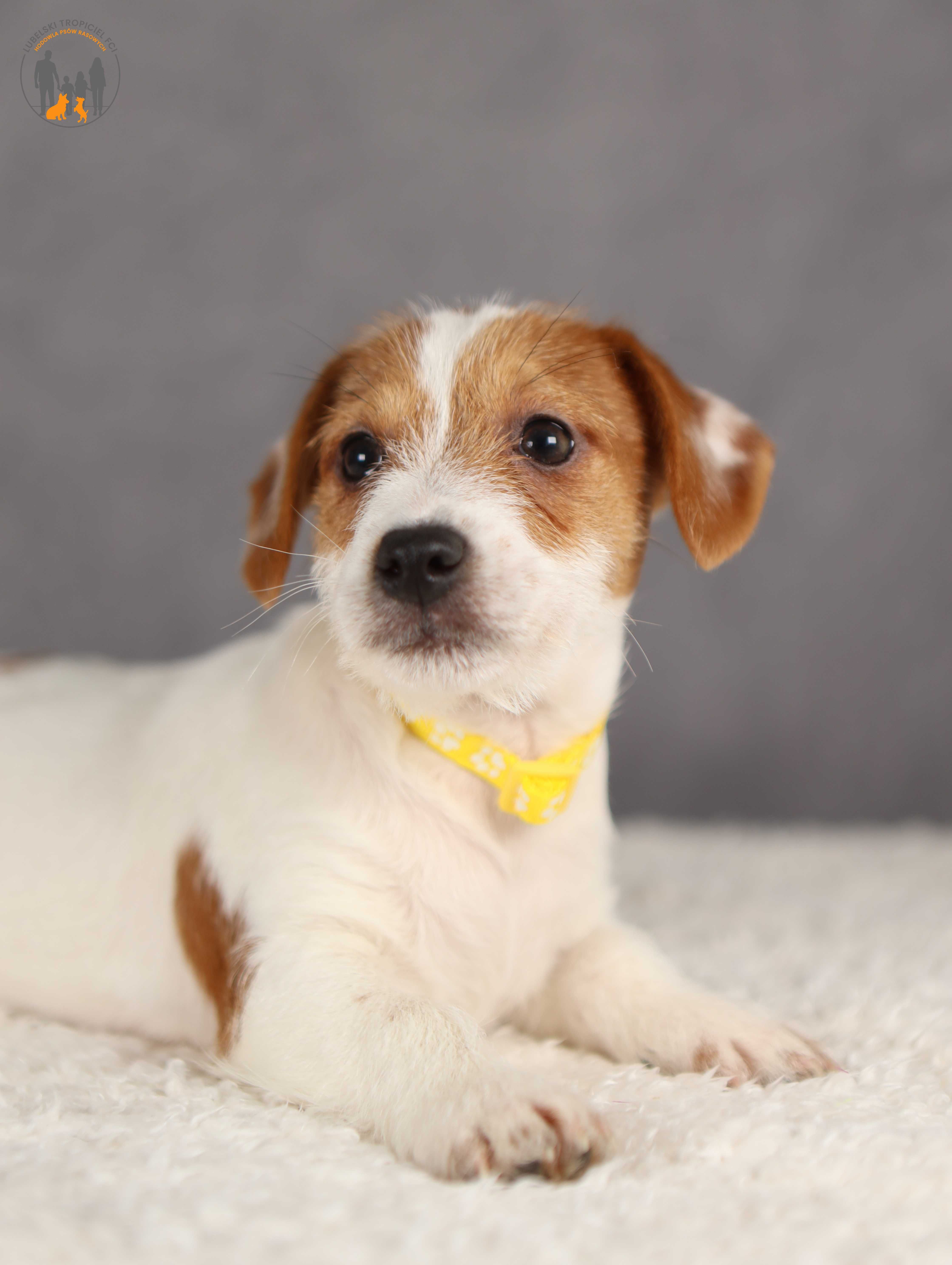 Jack Russell Terrier ZKwP FCI piesek