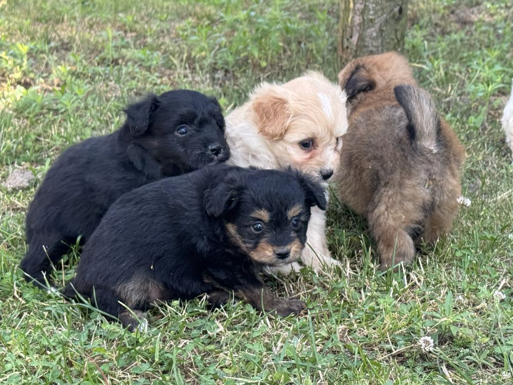Pomapoo hybryda pudel miniaturowy pomeranian nie maltipoo
