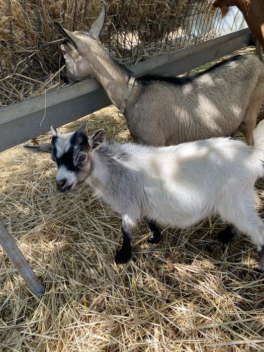 Cabrito anao muito pequeno