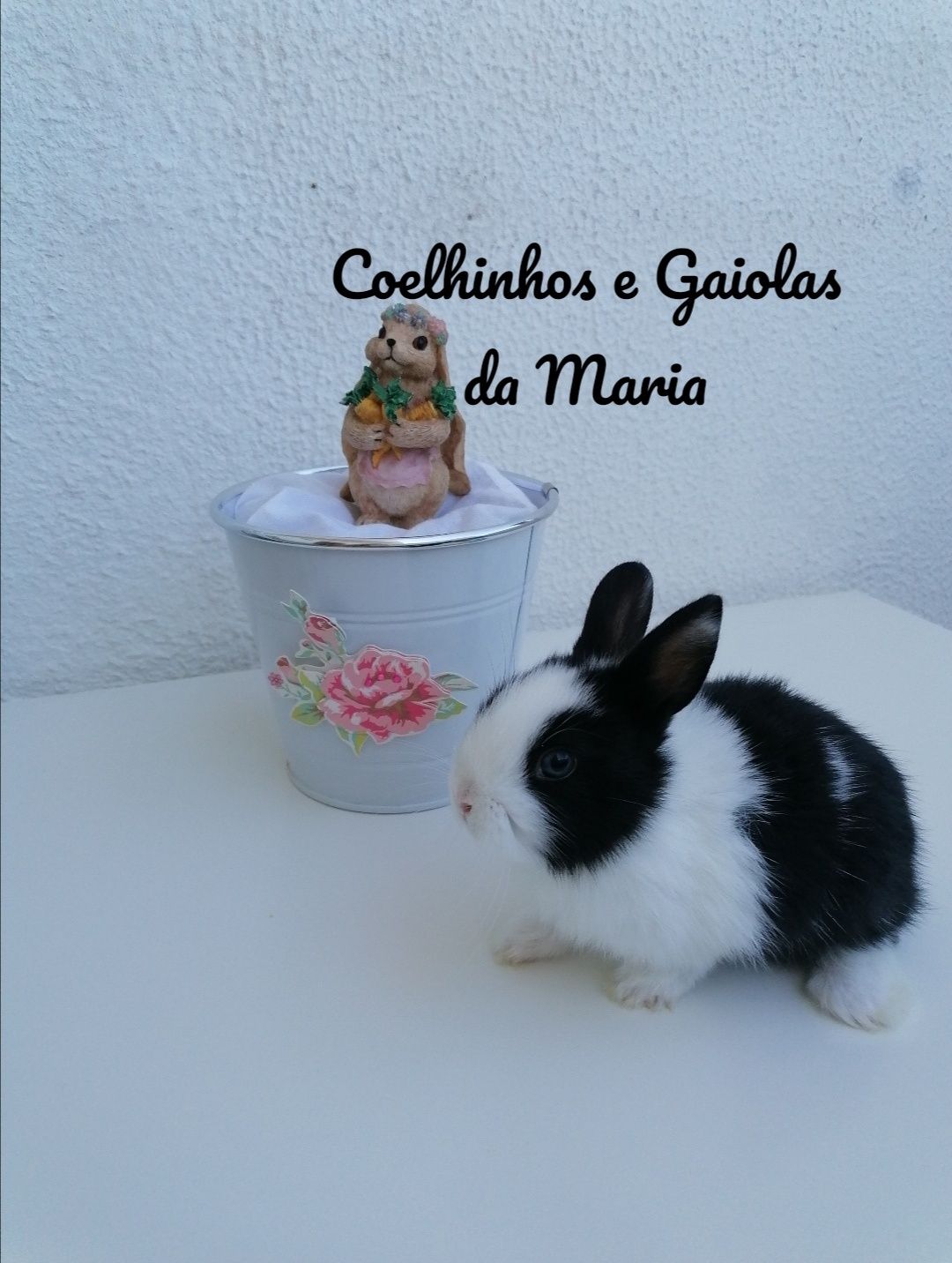 KIT Coelhos Bebés, Mini Toy, Holandês, Tedy, Ãngora e Mini Lop Belier