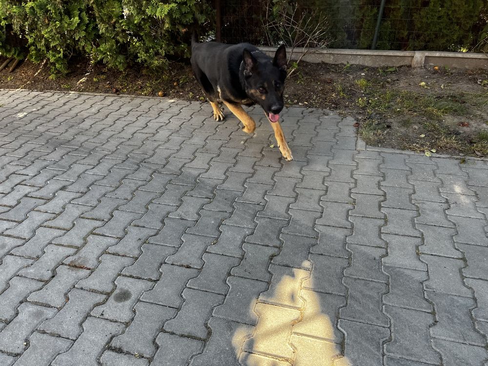 Owczarek niemiecki -3 lata z rodowodem -Oddam w dobre ręce