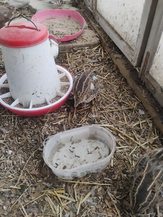 Sprawdzam przepiurki