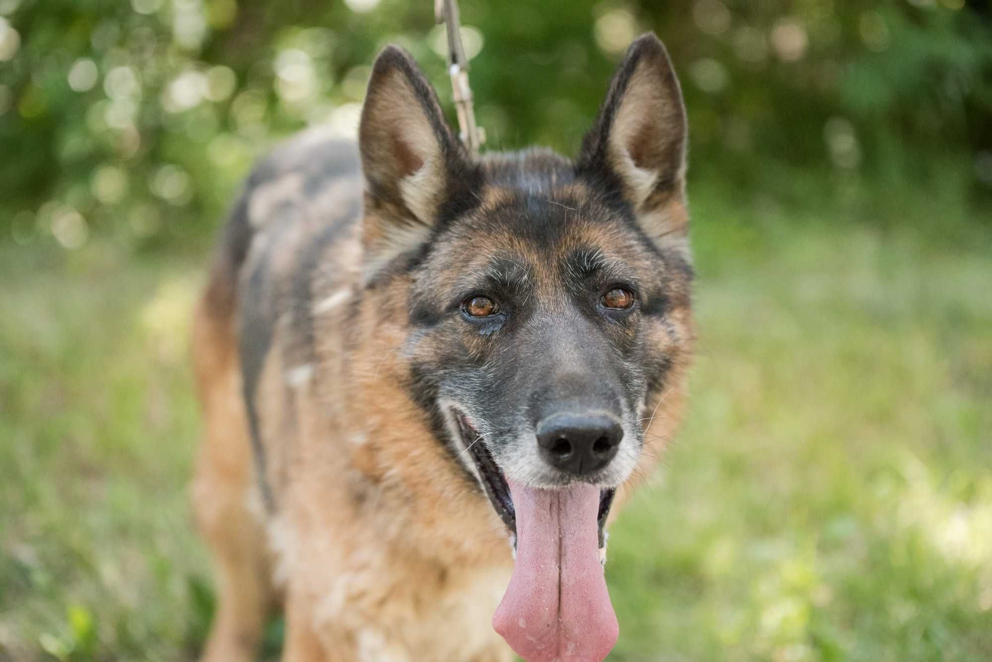 LETINA - mądra sunia w typie owczarka niemieckiego do adopcji