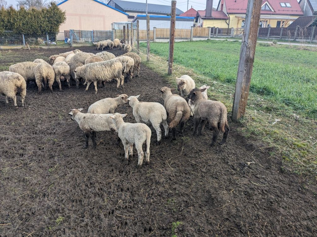 Baranki czarnogłówki  mlode i stare kosarki Baran