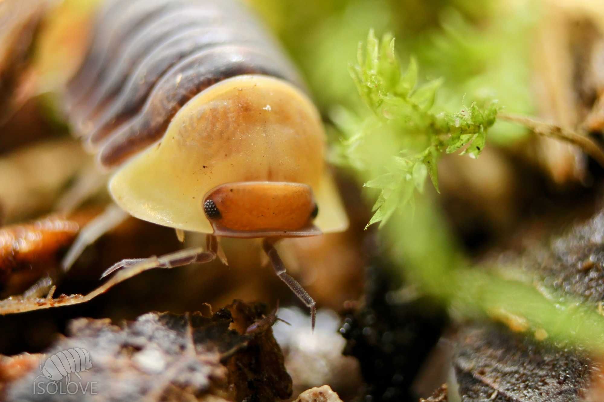 Cubaris sp. "rubber ducky", kaczuszki, kulanki, isopod, równonogi