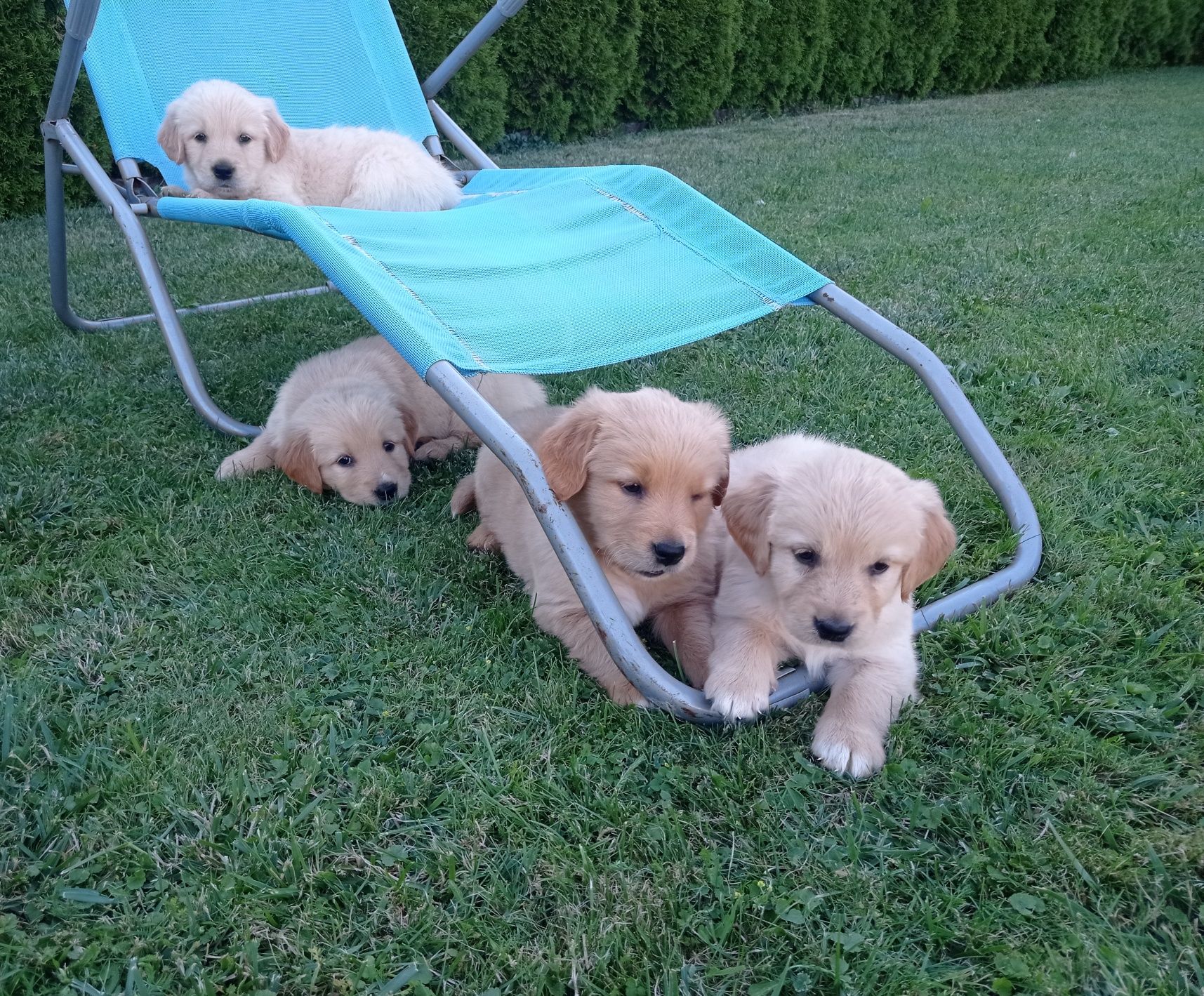 Golden Retriever Piesek