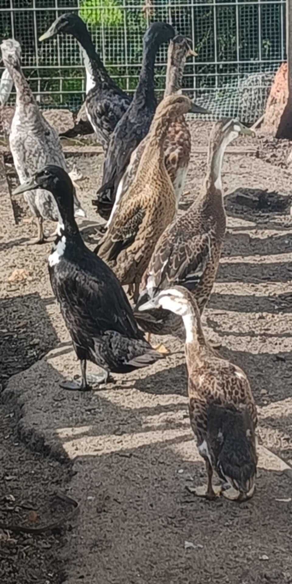 Kaczki biegusy samice