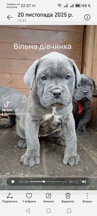 Кане корсо сірі дівчата