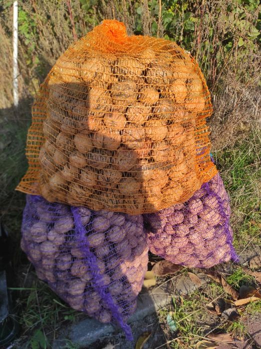 Sprzedam orzechy włoskie Jacki