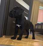 Cane Corso mocny pies już do odbioru / Rodowod