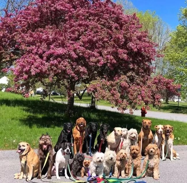 Dog walking - passear com seu cão