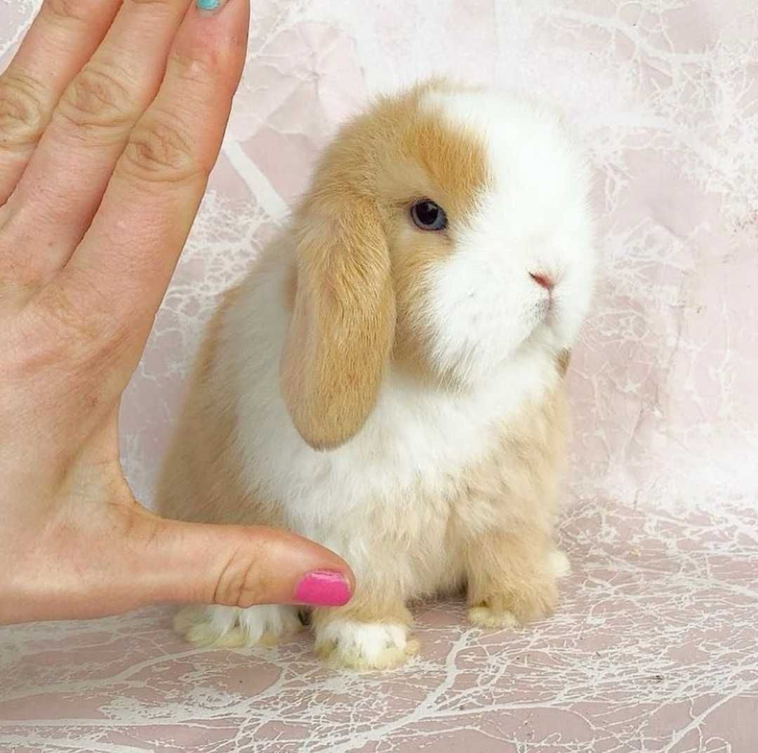 KIT Coelhos anões orelhudos, mini lop lindíssimos e super inteligentes
