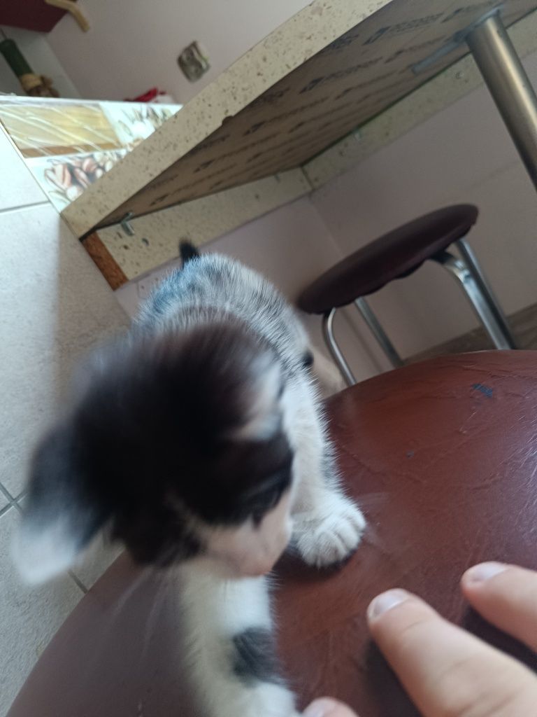 Kotek do oddania za darmo
