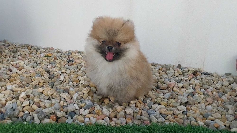 Lulu da Pomerânia com LOP (Pedigree) e Afixo