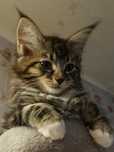 Kot MAINE COON z rodowodem