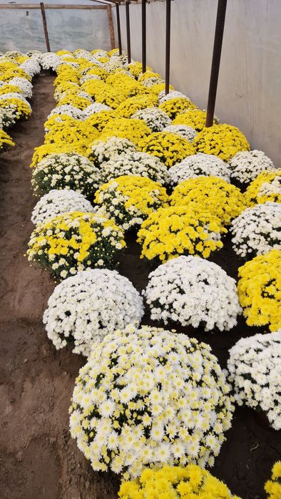Chryzantemy drobno kwiatowe