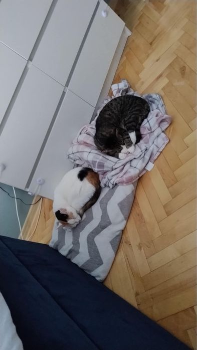 Dwie kotki dorosłe