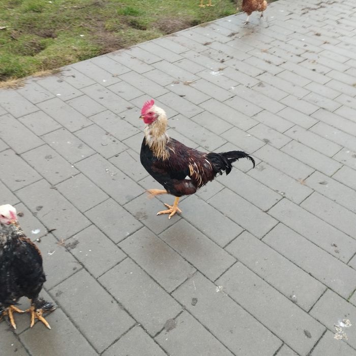 Kury ozdobne i nie tylko