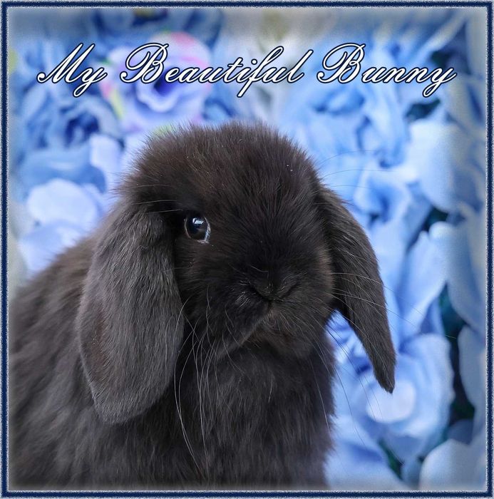 Piękny Młody Królik Mini Lop - Black