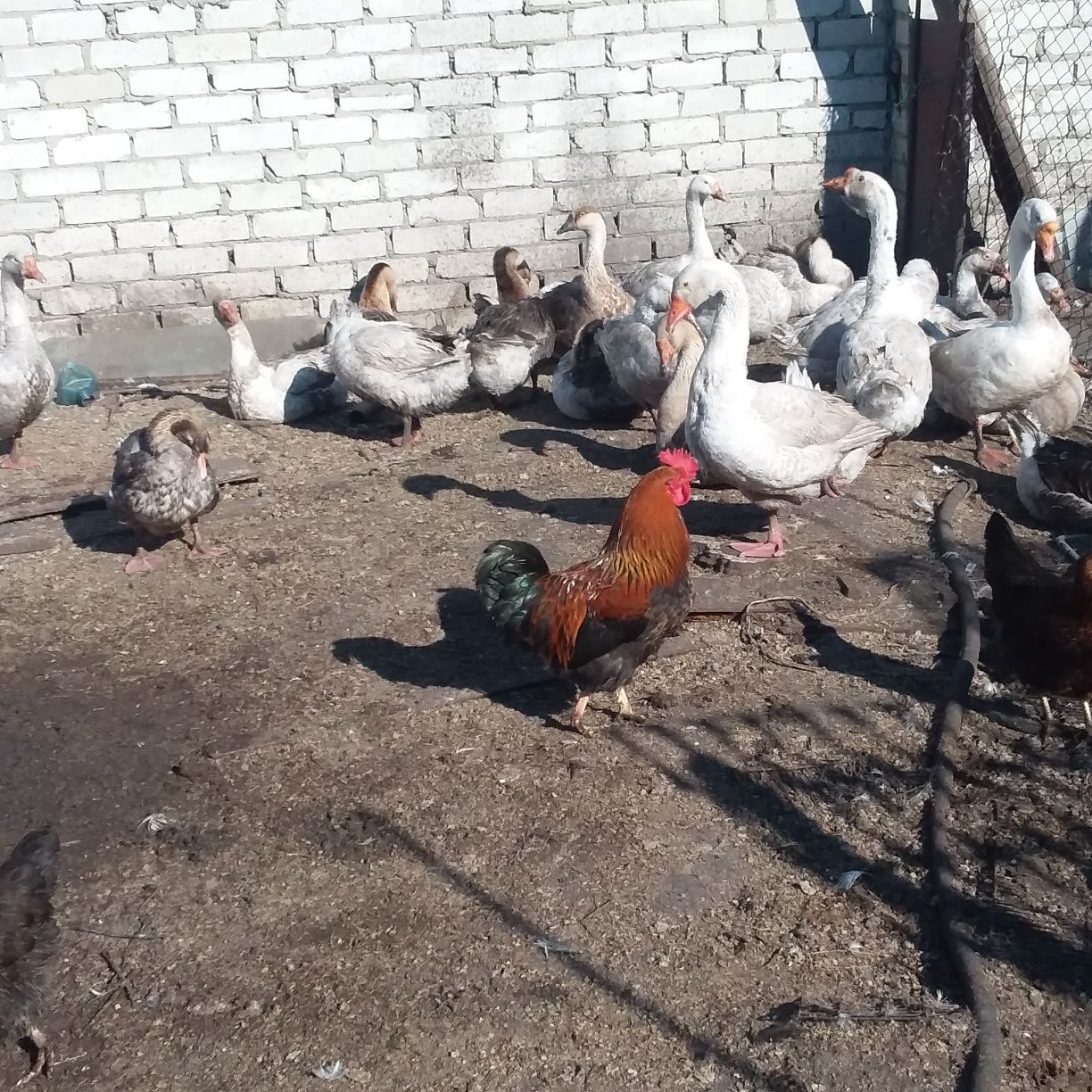 Продам домашнее гусиное яйцо для инкубации собственного маточногостада