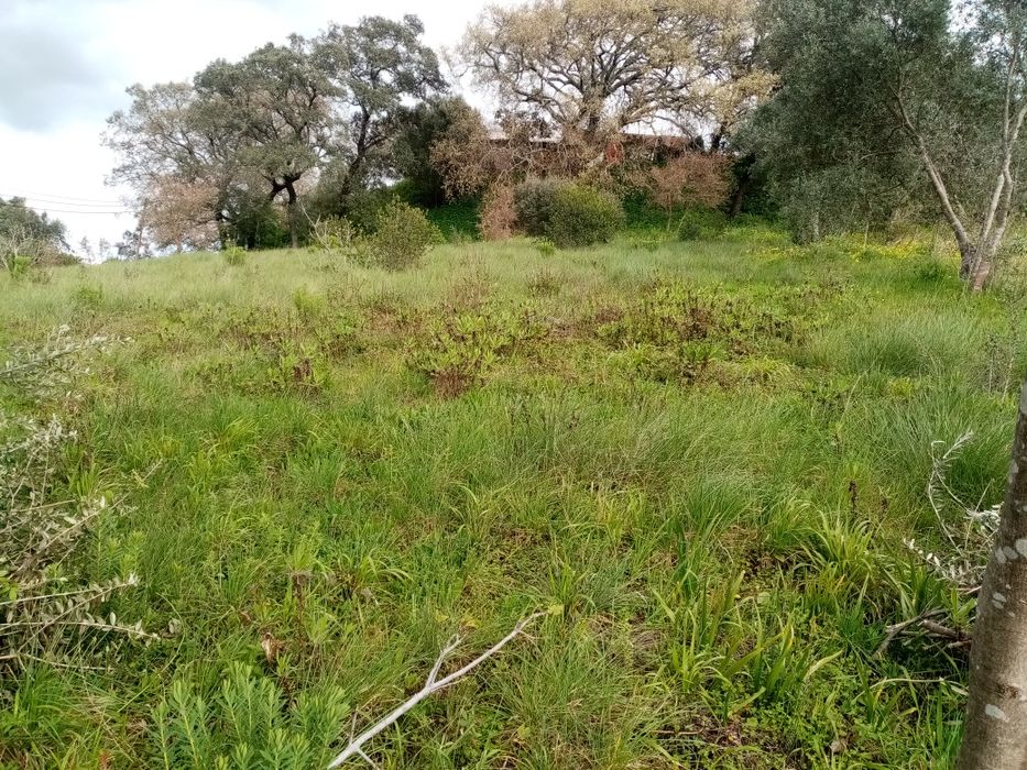 Terreno Rustico em Torres Novas