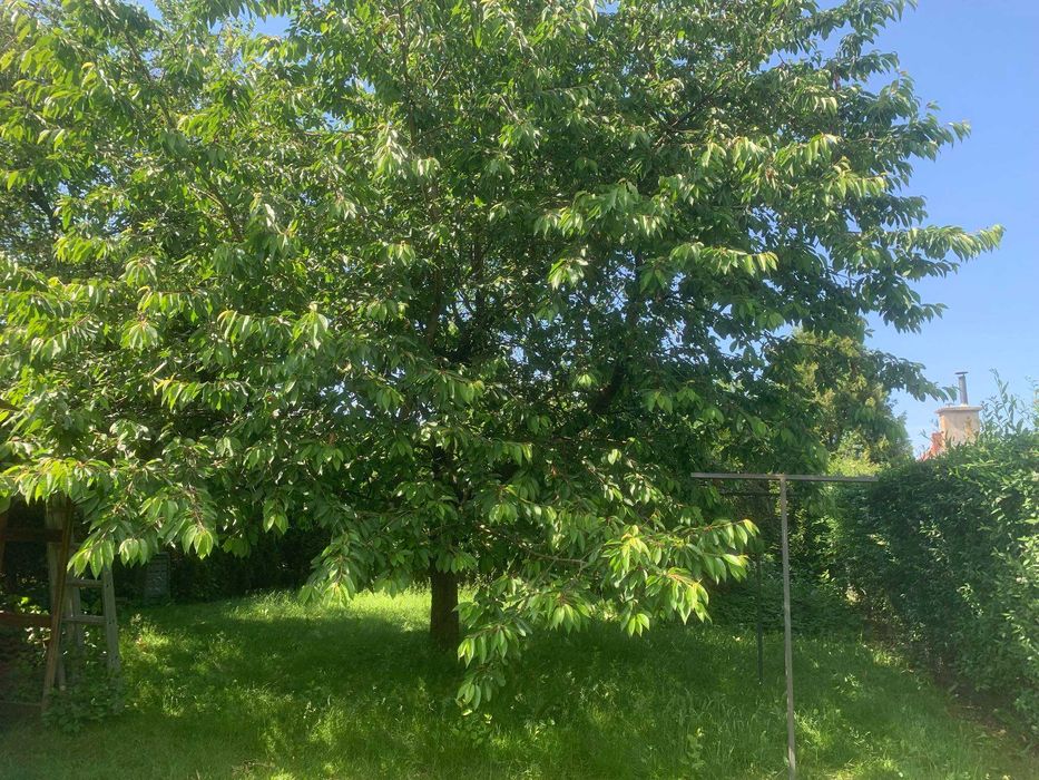 Zakładanie ogrodów, pielęgnacja, zagospodarowanie terenu GREEN-GARDEN