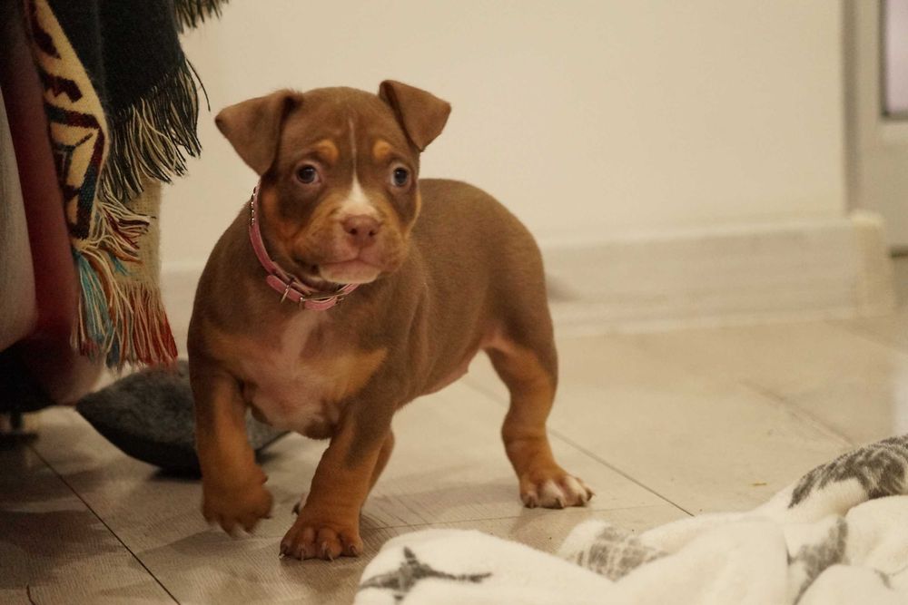 American Bully ABKC Suczka Ojciec 100% Muscletone's