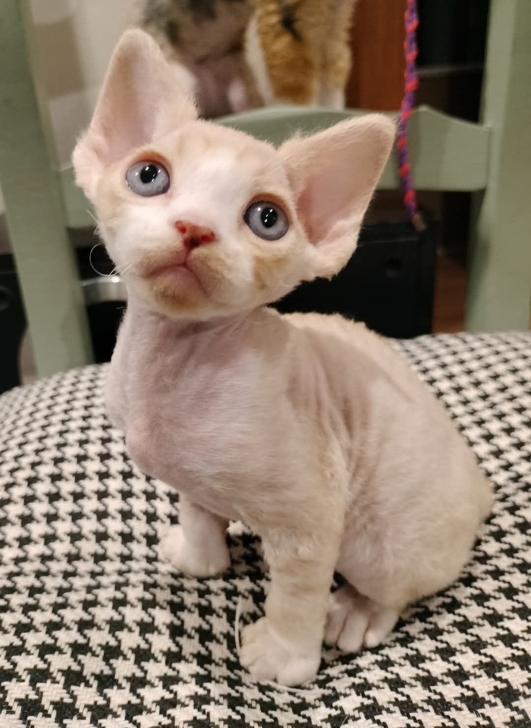 Gambit kocurek Devon Rex