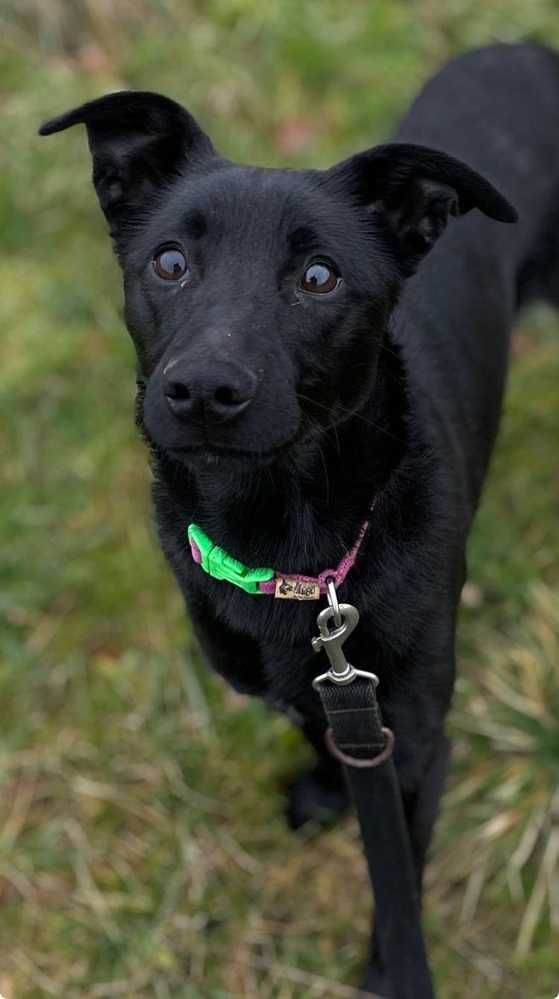 7 mies. tulaśny,skrzywdzony,średni piesek DŻEKI.Adopcja