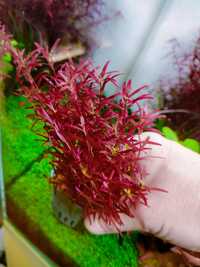 Rotala rotundifolia blood Red SG variant-koszyk