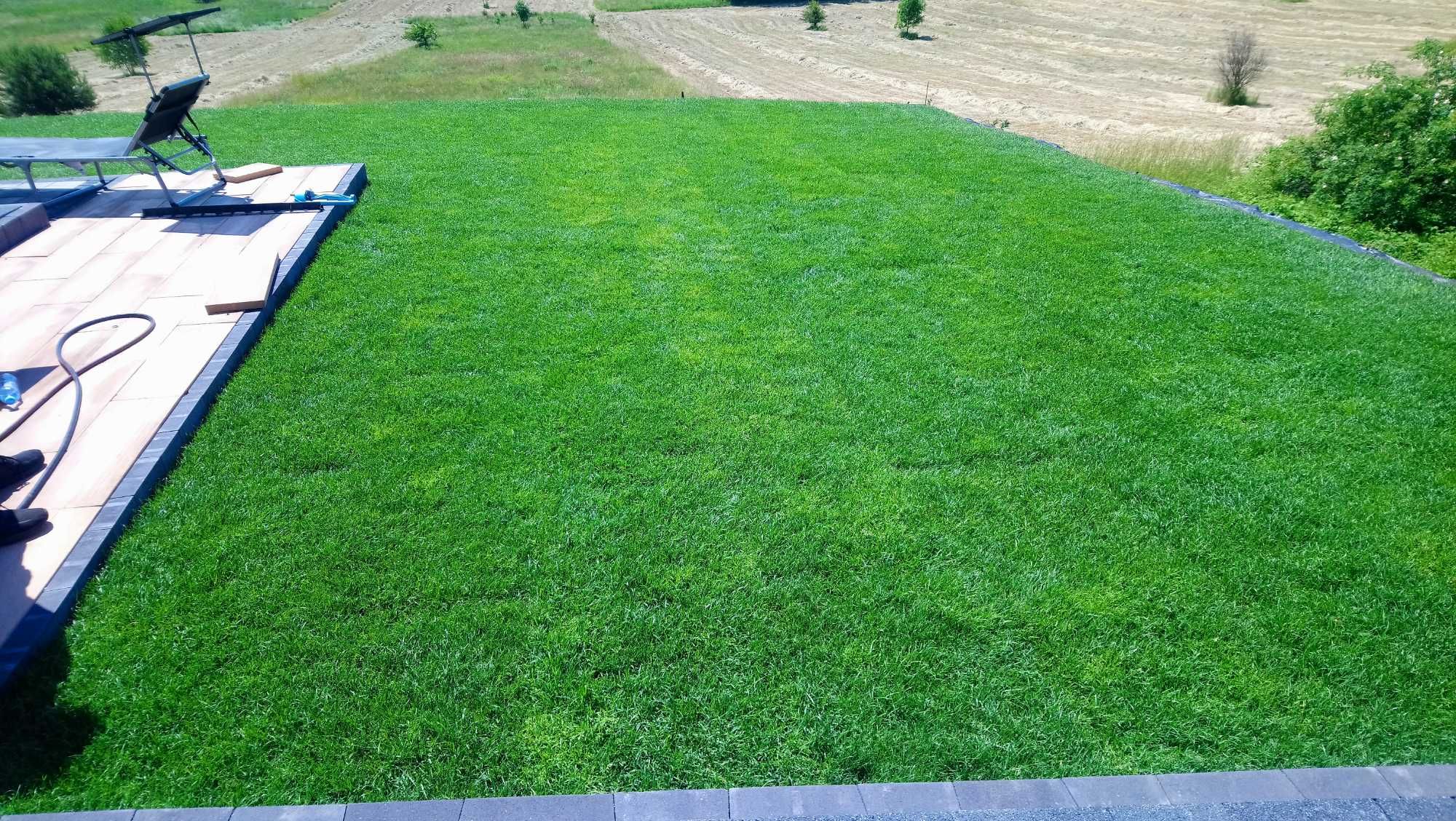 Trwa z rolki, zakładanie trawników, z rolki i z siewu. Dostawa pod dom