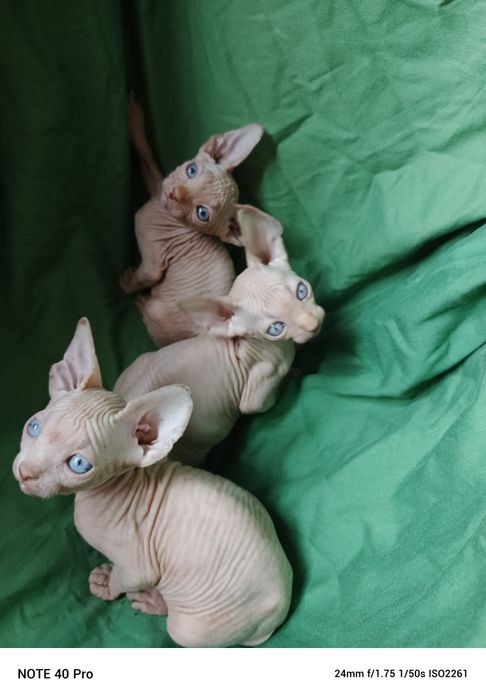 Любимочки красивенные