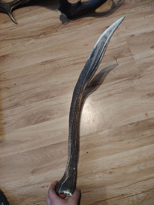 Poroże jelenia zrzuty mylkusy