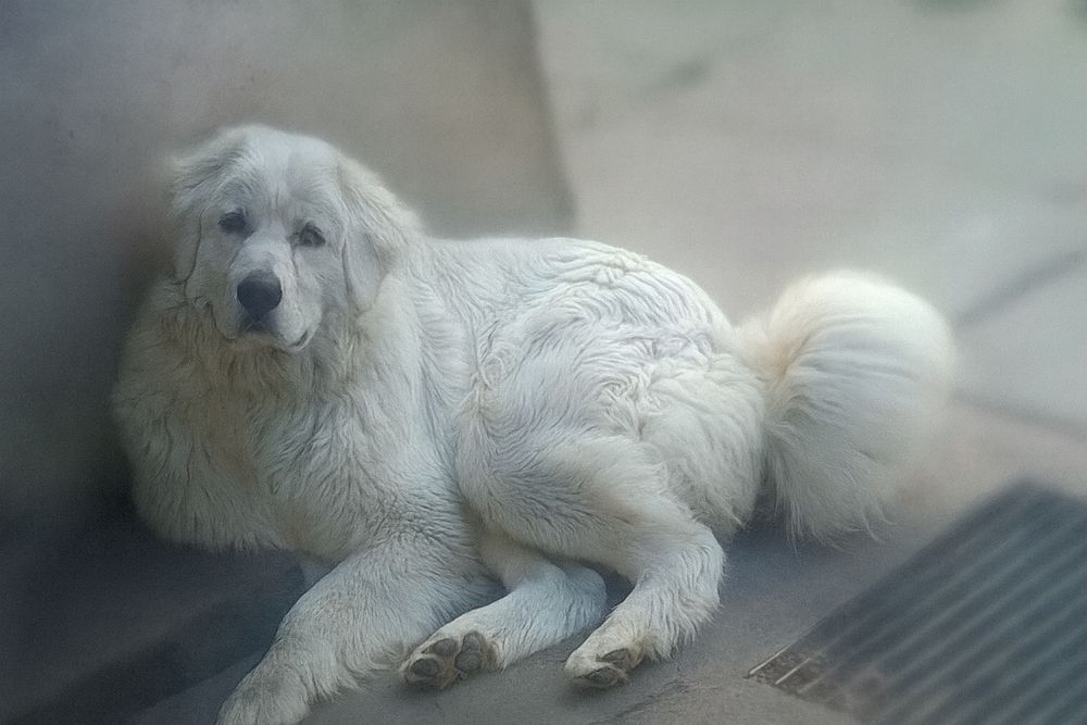 Owczarek podhalanski suczka