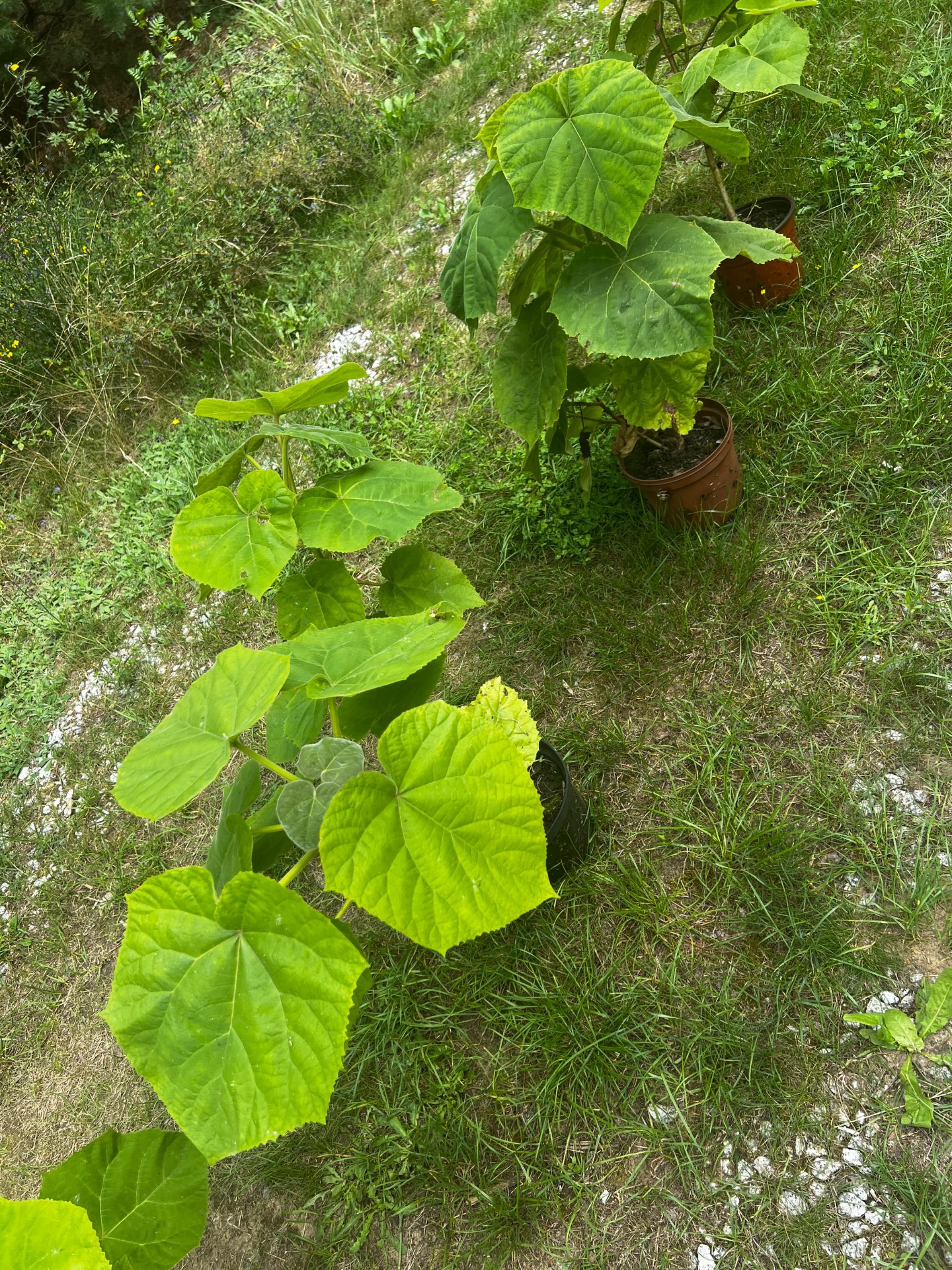 Paulownia drzewo sadzonka paulownie najszybciej rosnące drzewa