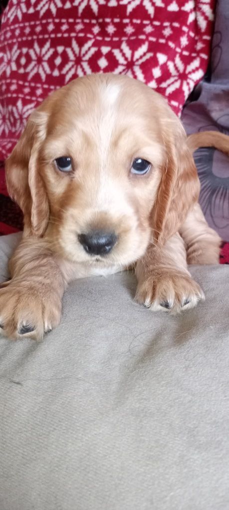 Cocker spaniel angielski