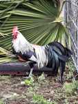 Ovos ferteis de fenix onagadori