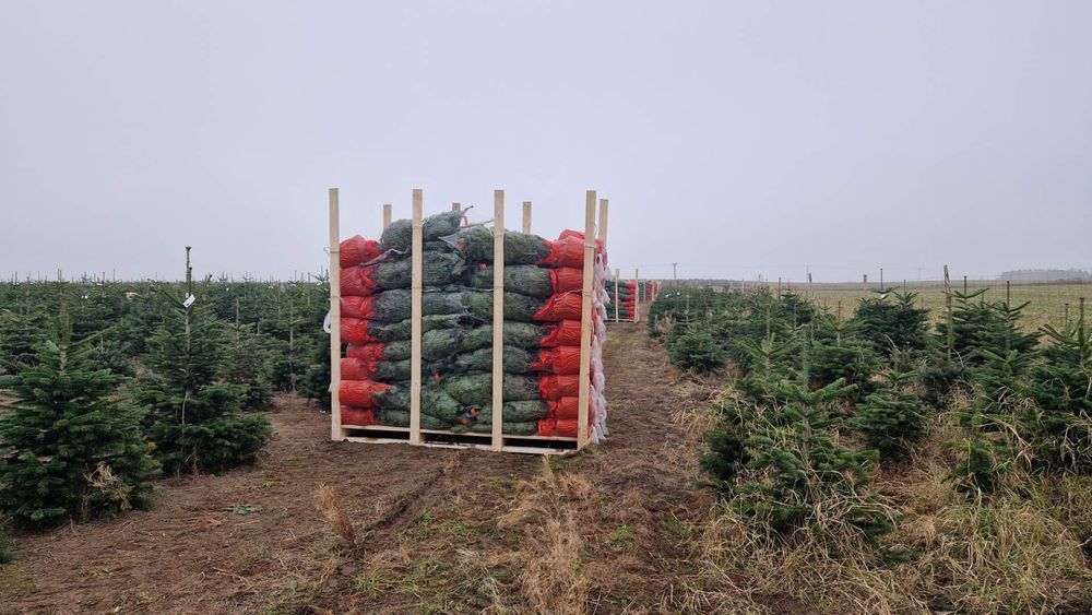 Jodła kaukaska  kopana w donicy 130cm