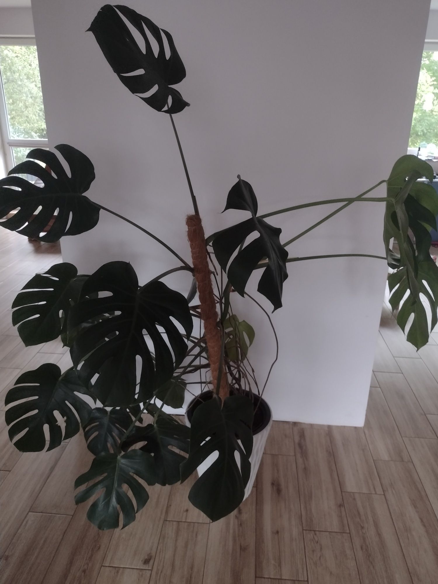 Monstera duża zdrowa