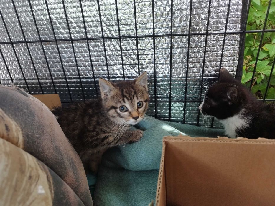 Kociaki polecają się do adopcji