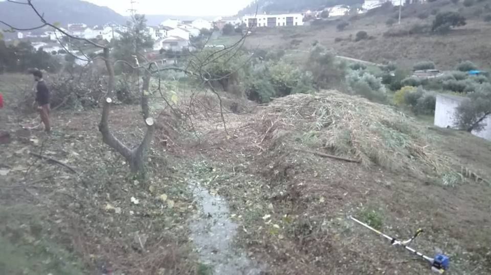 Limpeza de terrenos / lavoura e preparação de terrenos/Abate Árvores