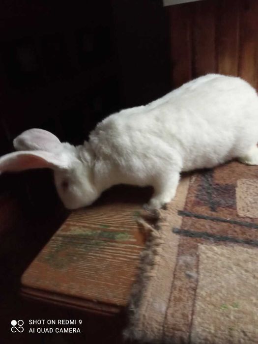 Królik Belgijski Olbrzym Biały BOB