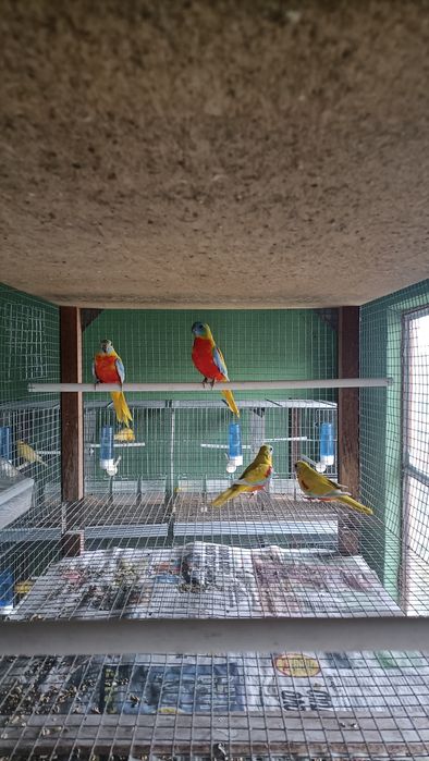 Neophemas Turquoisines