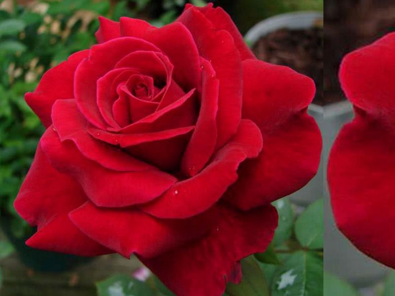 Róża wielkokwiatowa, róże rabatowe, różne kolory, sadzonki I gatunek
